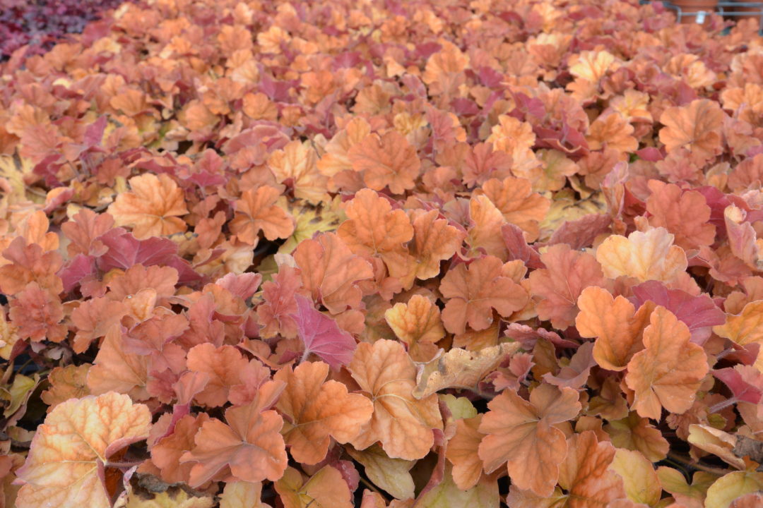 Heuchera Peachberry Ice