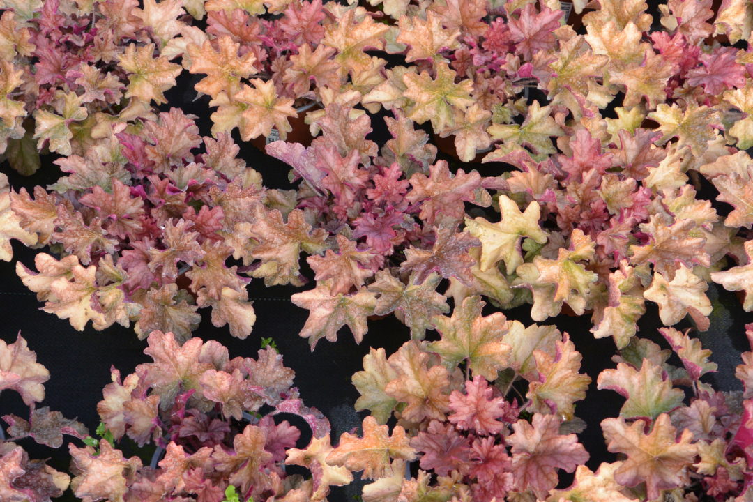 Heuchera World Caffé Americano