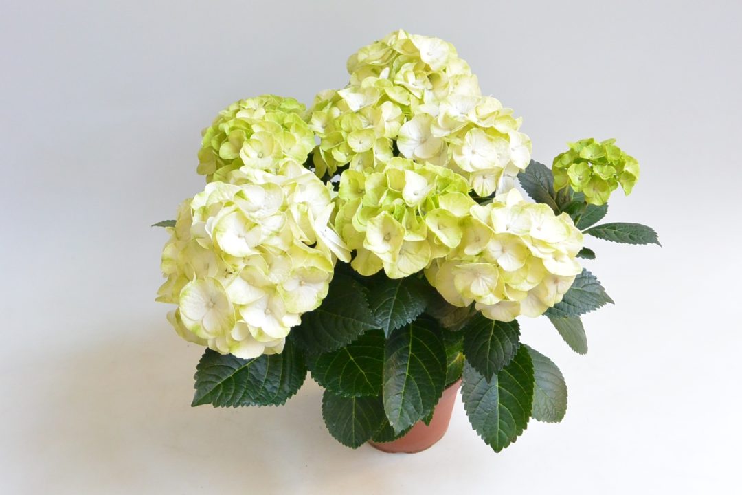 Hortensia Caipirinha