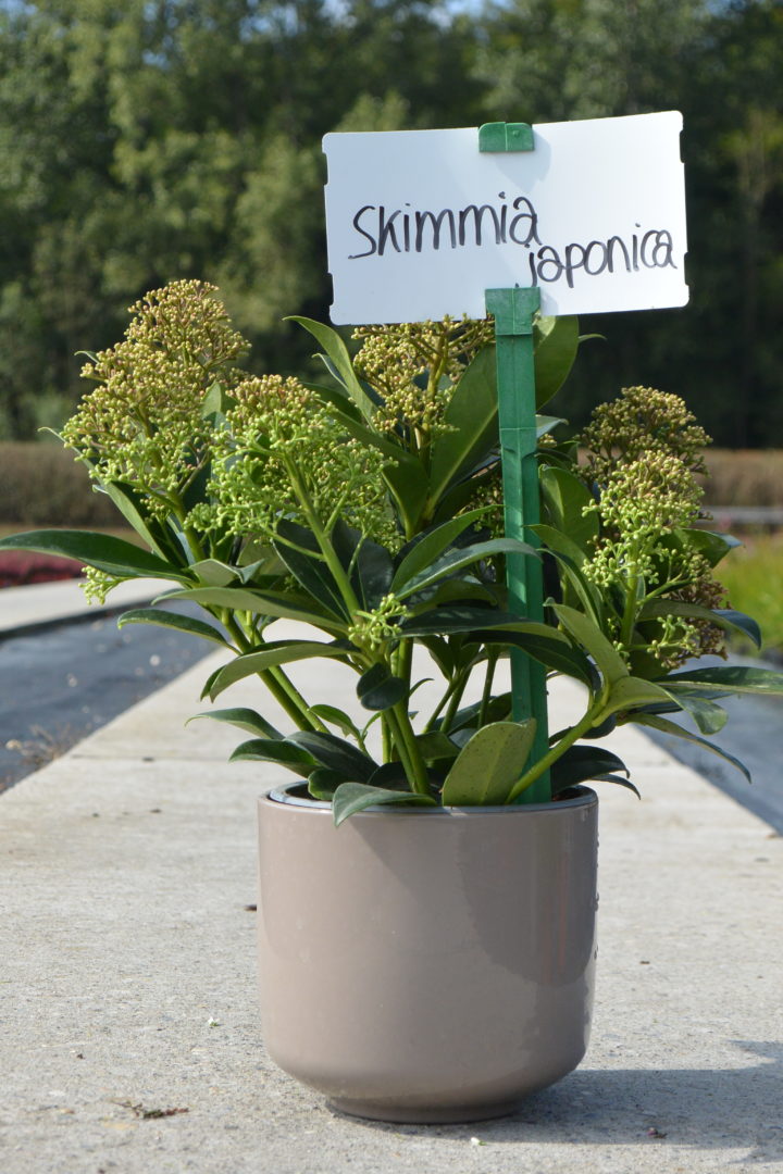 Skimmia japonica Blanc