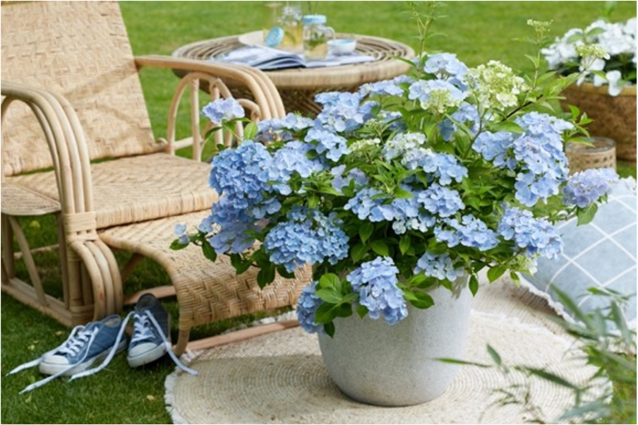 Hydrangea Garland French Bolero Blue