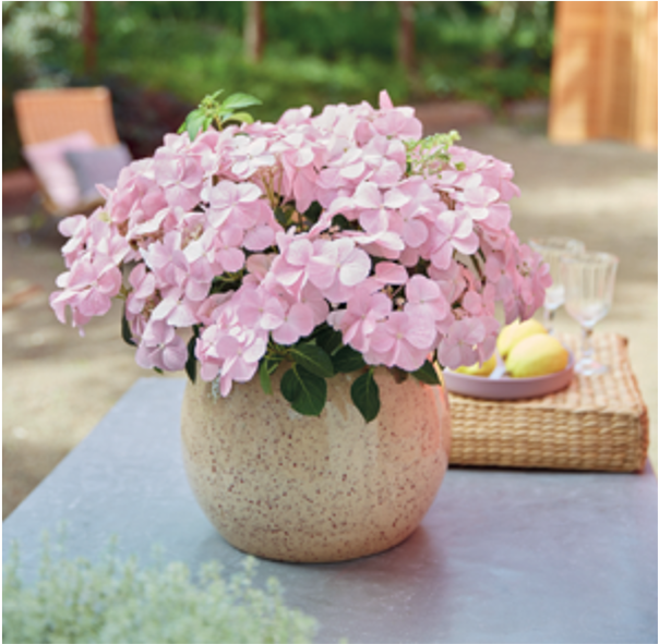 Hydrangea Garland French Bolero Rose
