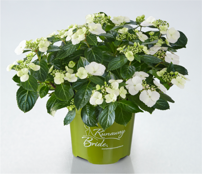 Hydrangea Garland French Bolero Blue