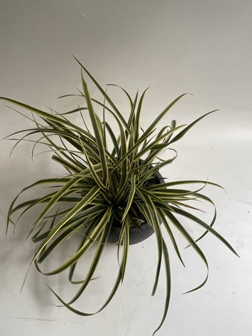 Carex morowii Ice Dance
